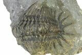Uncommon Crotalocephalus Trilobite - Morocco #350437-3